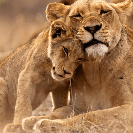 case-zoo-giveskud-450x450